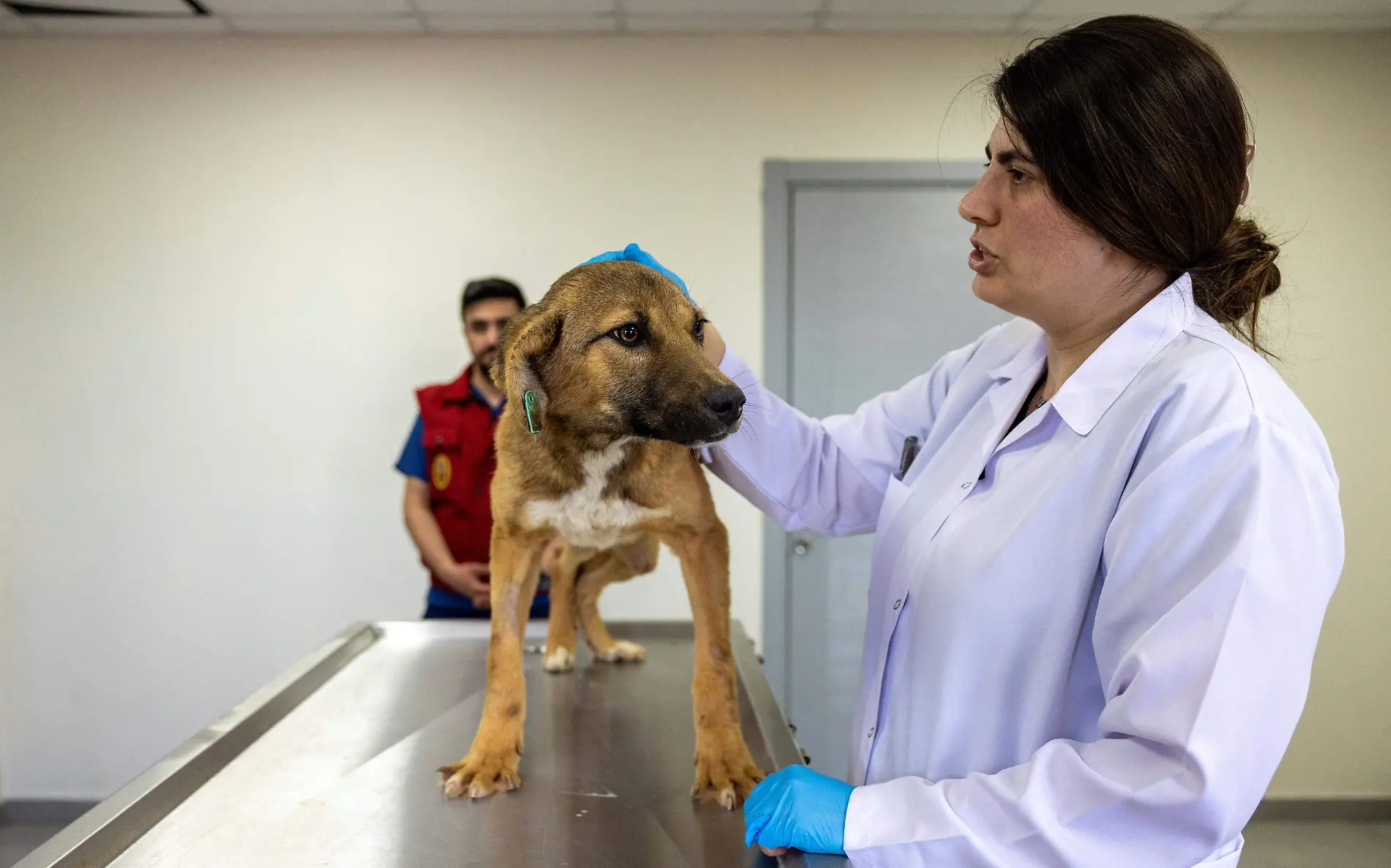 La erliquiosis es considerado un asesino silencioso de las mascotas y amenaza oculta para los humanos Reuters